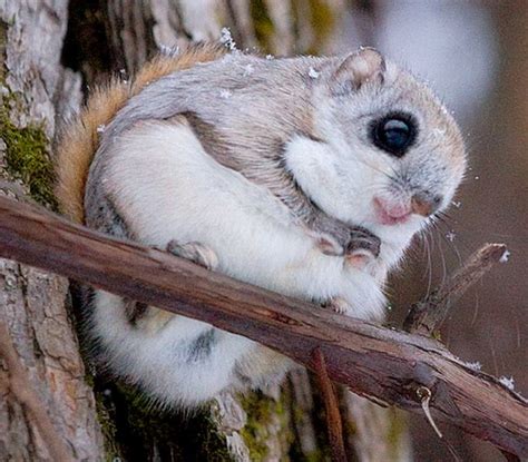 Learn all about baby flying squirrel care. Japanese Dwarf flying squirrel baby. This species was ...