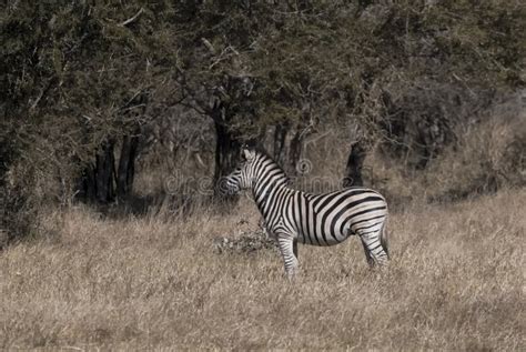 herd of zebras in the african savannah stock image image of mammal tourism 234996505