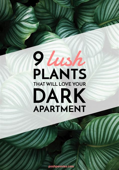 9 Actual Low Light Plants No Really Posh Pennies