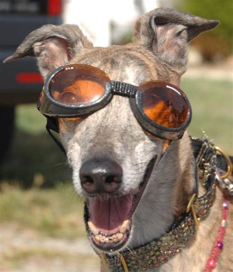 Cute Military Dog Wearing Doggles Military Dogs Military Humor Dog