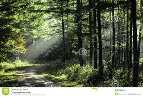 Trees In The Morning Sun Stock Image Image Of Rays Wandering 26990033