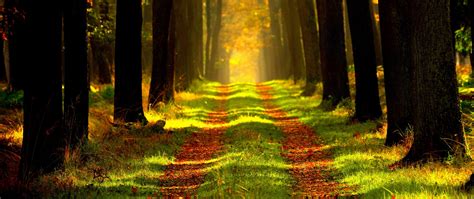 Download Wallpaper 2560x1080 Forest Autumn Path Fog Dual Wide 1080p
