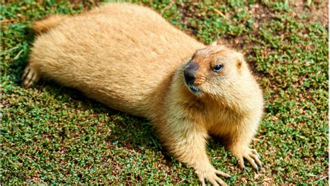 Suzys Animals Of The World Blog The Marmots