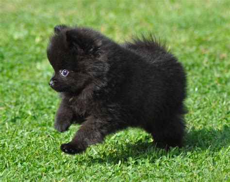 Ide Terpopuler Cute Black Pomeranian Puppies Yang Populer