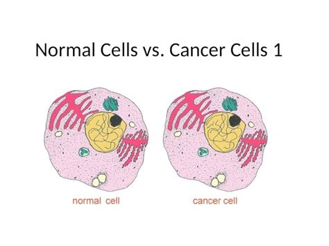Ppt Normal Cells Vs Cancer Cells 1 The Characteristics Of Normal