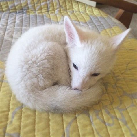 The Internets Cutest Snow White Fox Is Growing Up Cute