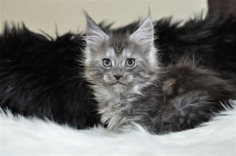45 Maine Coon Kittens For Adoption Near Me Furry Kittens