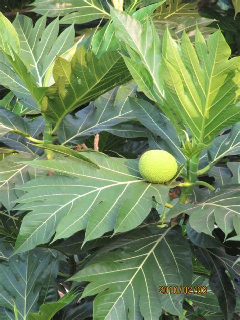 Amazing Tree Bread Fruit Breadfruit Artocarpus Altilis Flickr