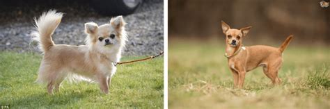 Top 10 Smallest Dog Breeds Hubpages