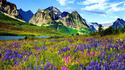 Free Download Hd Wallpaper Mountain Flower In Colorado Blue And