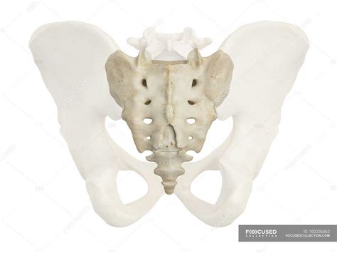 Pelvic Bones And Sacrum — Pelvic Girdle Details Stock Photo 160226062
