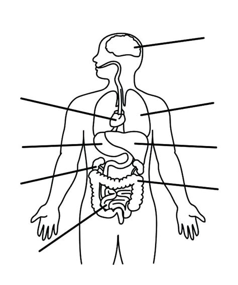 An online exploration of human anatomy and physiology. Body Parts Coloring Pages Printables at GetColorings.com ...
