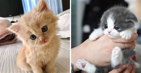 Las 10 Fotos De Gatos Bonitos Que Hacen Suspirar A Internet