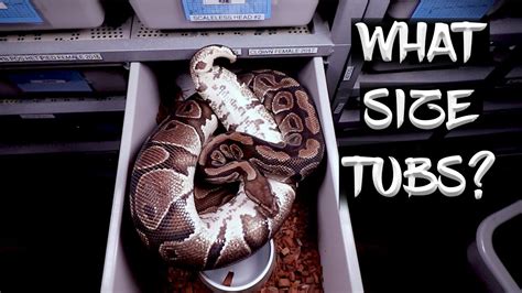 Things To Consider When Buying A Snake Rack YouTube