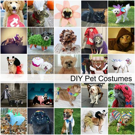 Diy Dog And Cat Costume Ideas The Idea Room