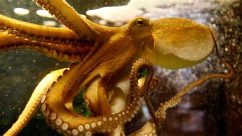 Octopuses Drugged With Ecstasy Are More Friendlier And Social Study