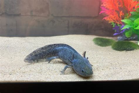Black Axolotl Info And Care Guide For Beginners With Pictures Pet Keen