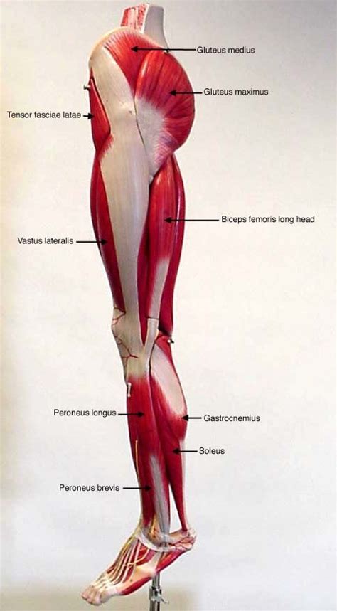 Labeled Muscles Of Lower Leg Yahoo Search Results Muscle Anatomy