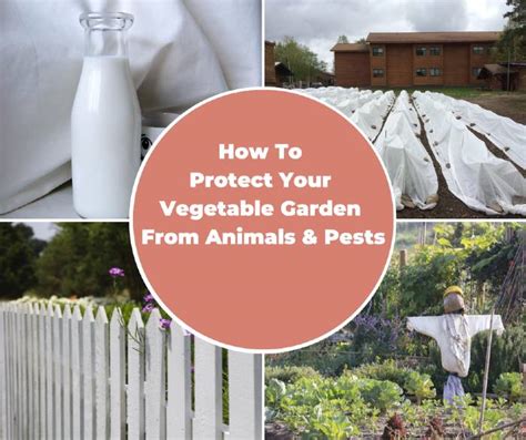 How To Protect Your Vegetable Garden From Animals And Pests Home And