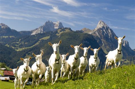 Saanenland Saanen Goat Goats Gstaad
