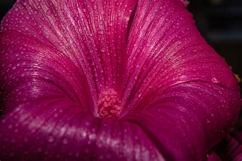 Free Images Nature Blossom Rain Leaf Flower Purple Petal Bloom