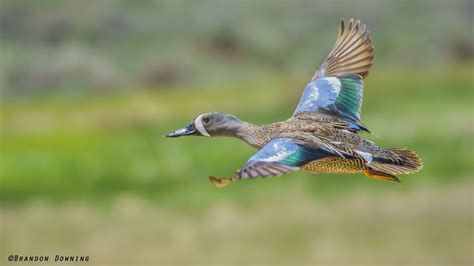 Blue Winged Teal In Flight By Brandon Downing On 500px Blue Winged