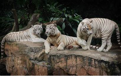 Tiger Wallpapers Animal Backgrounds Cub Desktop Safari