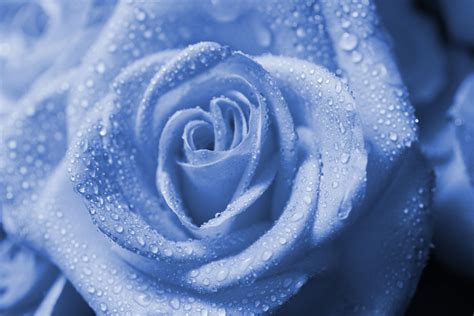Light Blue Roses Wallpapers Wallpaper Cave