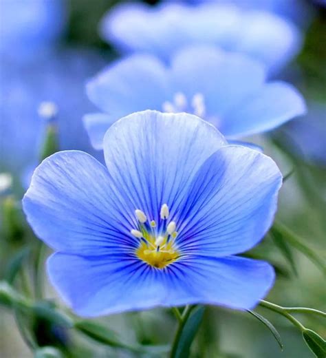 8 Different Types Of Perennial Flax Flowers In 2020 Flax Flowers