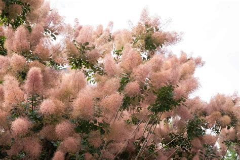 17 Great Flowering Trees For Residential Landscaping
