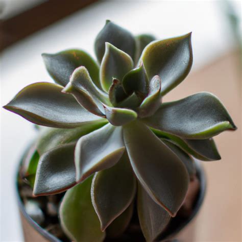 Suculenta Echeveria Glauca Guia De Polda E Cuida Gpa Brasil