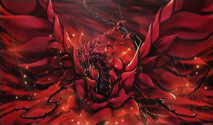 The Black Rose Dragon Duel Amino