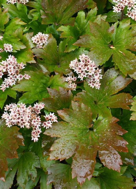 Red Leafed Mukdenia Garden Inspiration Plant Catalogs Shade Garden