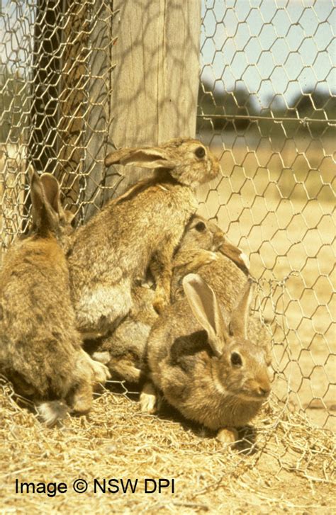 European Rabbit Cbhs Year 5 History