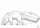 Coloring Tamandua Anteater Giant Drawing Printable 86kb 1195 sketch template