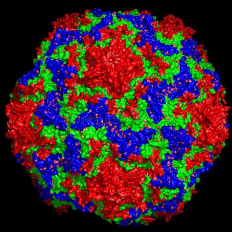 Estructura Del Virus De La Poliomielitis Stock De Ilustración