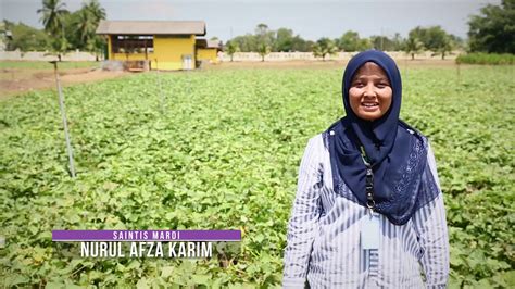 Ubi keledek boleh sahaja ditanam dalam pelbagai jenis tanah dan iklim yang berbeza. Cara Tanam Ubi Keledek Dalam Guni
