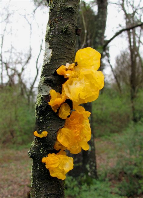 Yellow Fungus On A Tree Branch David Trently Flickr