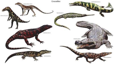 Crocodiles Prehistoric Wildlife Dinosaur Ancient Animals