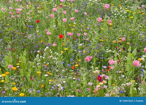 Wild Flower Meadow Stock Image Image Of Chamomiles Color 72097623