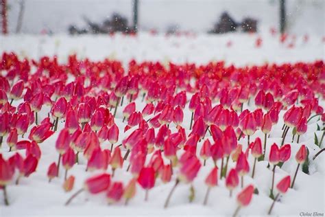 Beautiful Photos Of Thousands Of Tulips Under Snow Tulips Beautiful
