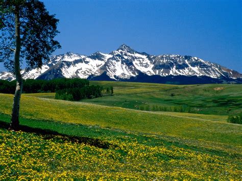 Wallpaper Mountains Meadows Tree Flowers Grass Colorado