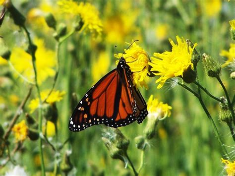 Butterflies Maine An Encyclopedia