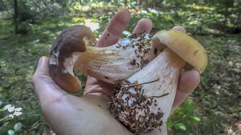 Natural Edible Mushrooms In The Hands Of Man An Edible White Mushroom