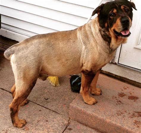 The boerboel does owe much of its genetics to this mix, though. 19 Mastiffs Mixed With Rottweiler - The Paws