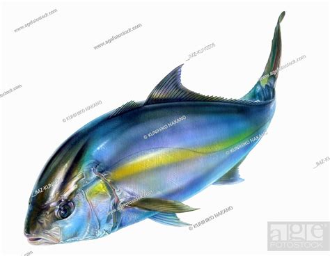 An Amberjack Stock Photo Picture And Royalty Free Image Pic Imz