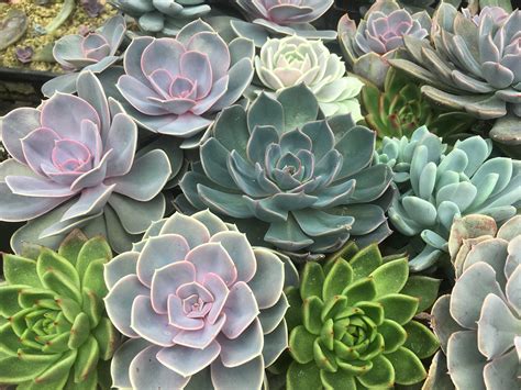 Growing And Propagating Succulents — Farmette Flowers