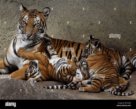 Tiger Cub With Mother Hi Res Stock Photography And Images Alamy