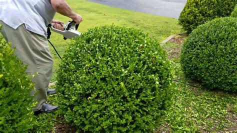 How To Trim A Perfectly Round Shrub Youtube