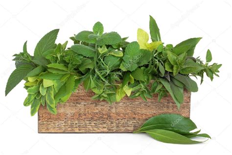 Herb Selection — Stock Photo © Marilyna 5150488